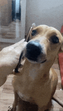 a person is petting a dog 's nose with a brush
