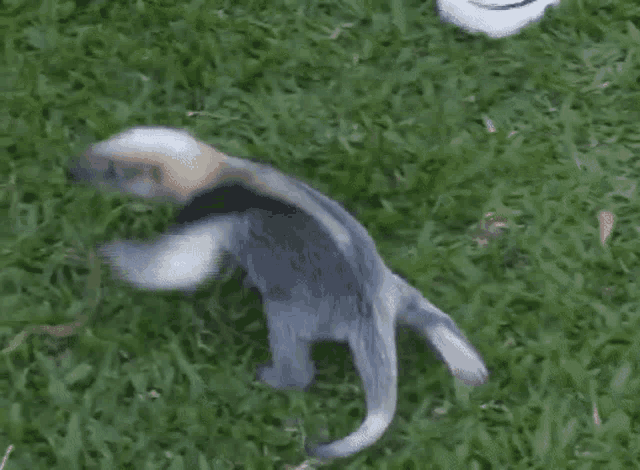 a small animal is walking on top of a lush green field of grass .