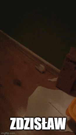 a picture of a cat laying on the floor with the caption " zdzislaw "