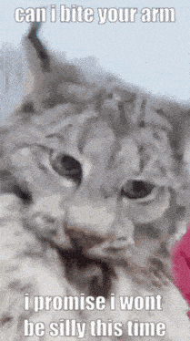 a cat with a caption that says can i bite your arm