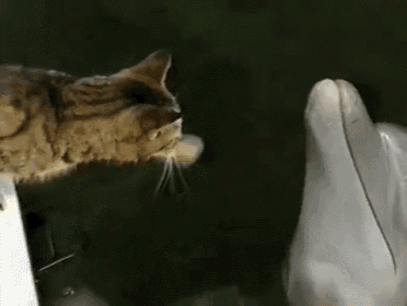 Who Doesn'T Want Dolphin Kisses? GIF - Cat Kitten Dolphin GIFs