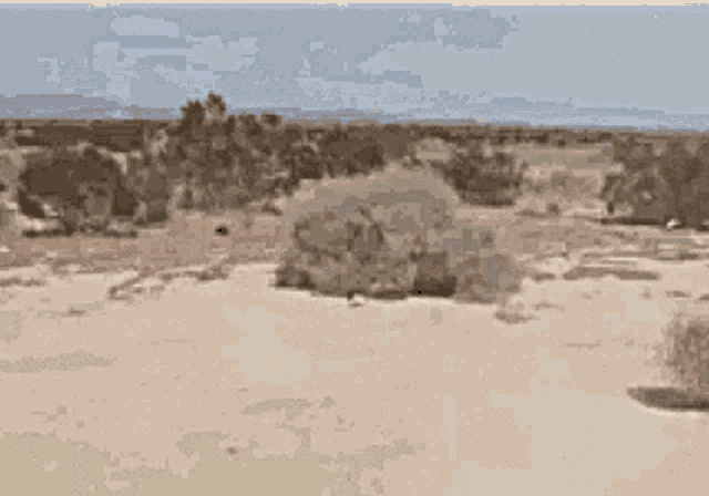 Tumbleweeds Desert GIF - Tumbleweeds Desert Hot GIFs