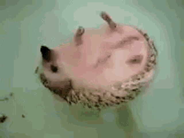 a pink hedgehog is laying on its back in a bathtub .