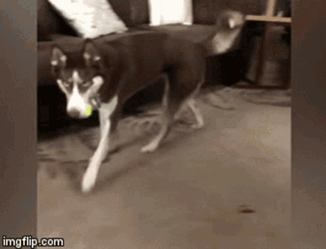 Play Dogs GIF - Play Dogs Cute Dog GIFs