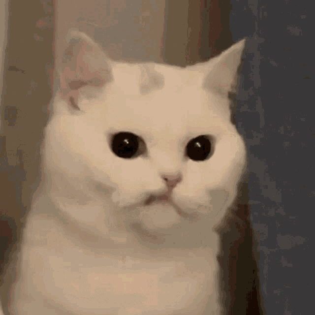 a white cat with black eyes is looking at the camera and making a funny face .