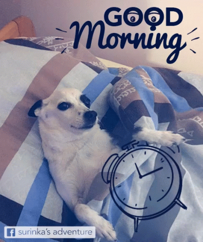 Surinka Good Morning GIF - Surinka Good Morning Dog GIFs