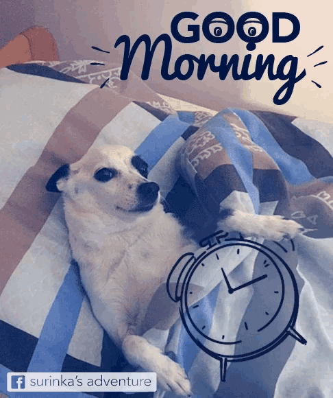 a dog is laying on a bed with the words good morning written above it