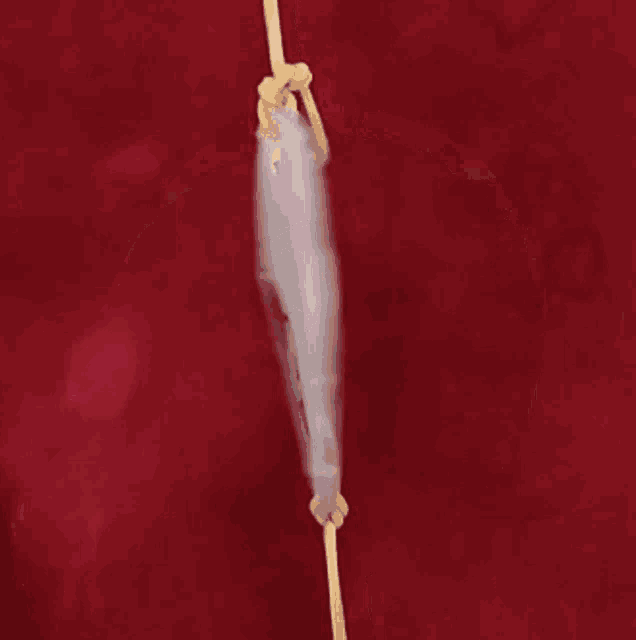 a white circle with a drawing of a mouth on it is hanging from a string .