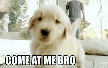 a puppy is standing on a carpet with the words `` come at me bro '' written on it .