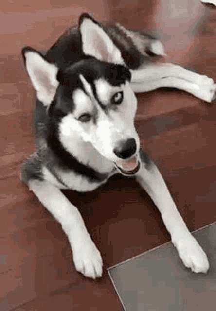 a husky dog is laying on a wooden floor with its tongue out .