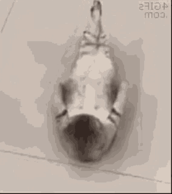 a black and white photo of a dog laying on its back .