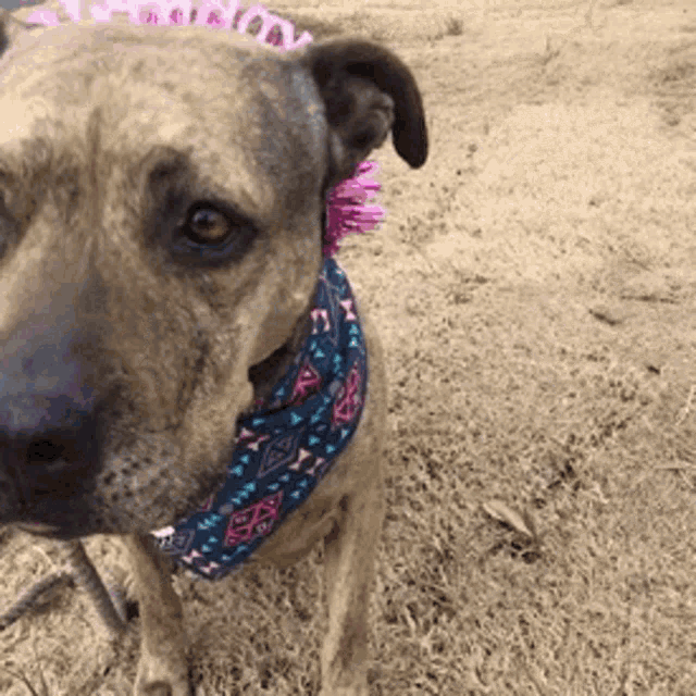 a brown dog wearing a bandana and a pink flower in its ear