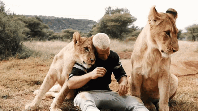 Wow Cuddles GIF - Wow Cuddles Lion GIFs