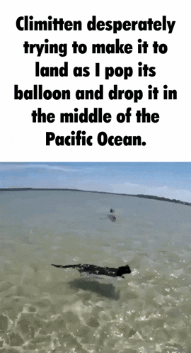 a picture of a crocodile in the ocean with a caption that says climitten desperately trying to make it
