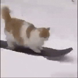 a cat is riding a snowboard down a snowy slope .
