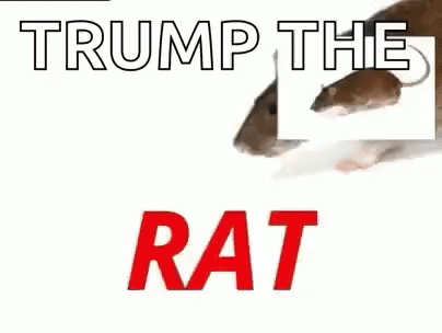 Rat Trump GIF - Rat Trump Trump The Rat GIFs