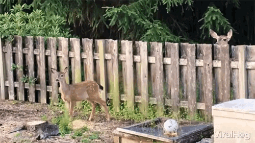 Viralhog Deer GIF - Viralhog Deer Jump Fail GIFs