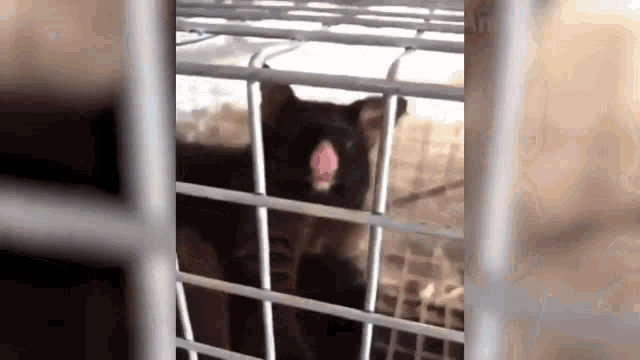 a close up of a black bear in a cage with its tongue out .