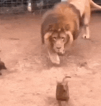 a lion is standing next to a smaller lion in a cage .