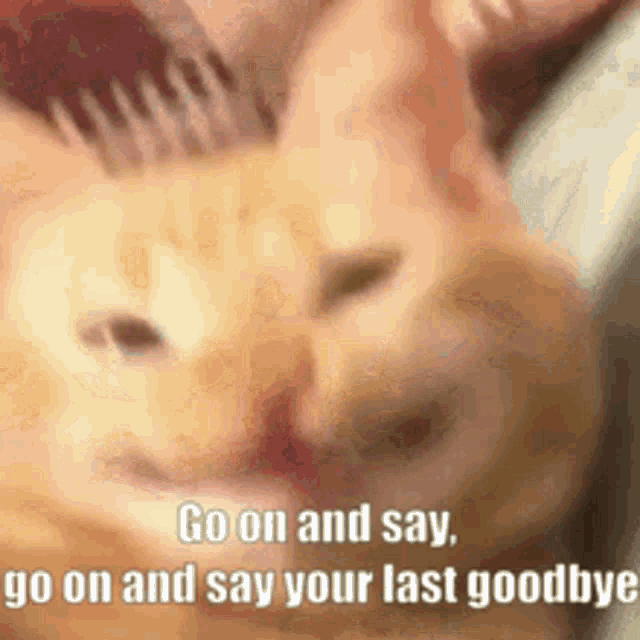 Go On And Say Go On And Say Your Last Goodbye GIF - Go On And Say Go On And Say Your Last Goodbye GIFs