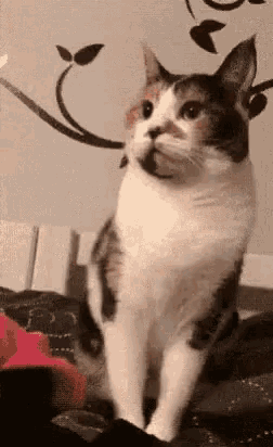 Cat Attack GIF - Cat Attack Middle Finger GIFs