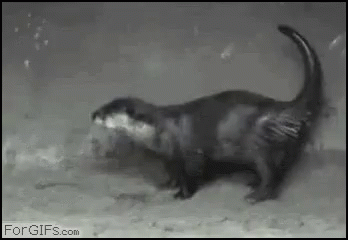 Otter Twerking GIF - Otter Twerking Booty GIFs