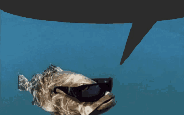 a fish wearing sunglasses and a speech bubble behind it