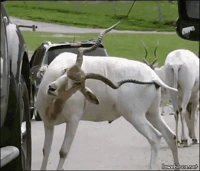 a herd of antelope with long horns are walking down a road .