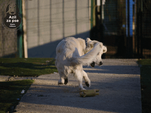 a picture of a dog with the words " azil za pse " on it