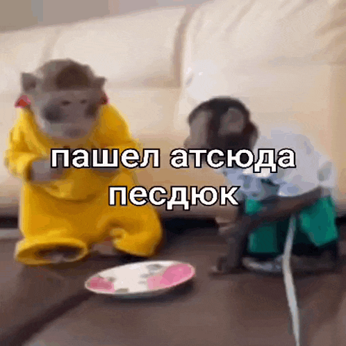 two monkeys are standing next to each other on a couch and looking at a plate .