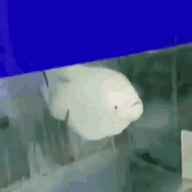Gasp Fish GIF - Gasp Fish Aquarium GIFs
