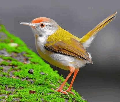 Bird Tiny GIF
