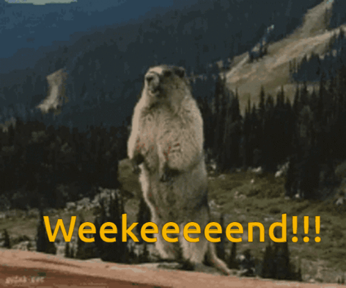 Weekend Marmot GIF - Weekend Marmot Yelling GIFs