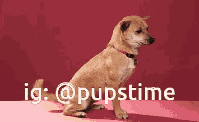 a picture of a dog with the words ig : @pupstime on it