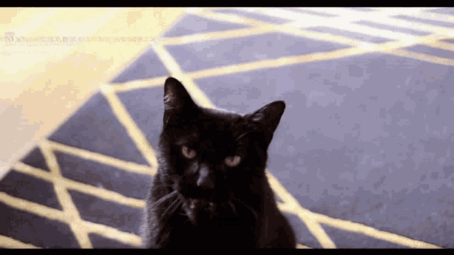 a black cat is sitting on a rug and looking at the camera ..