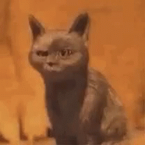 Kitten Funnycat GIF - Kitten Funnycat Surprised GIFs