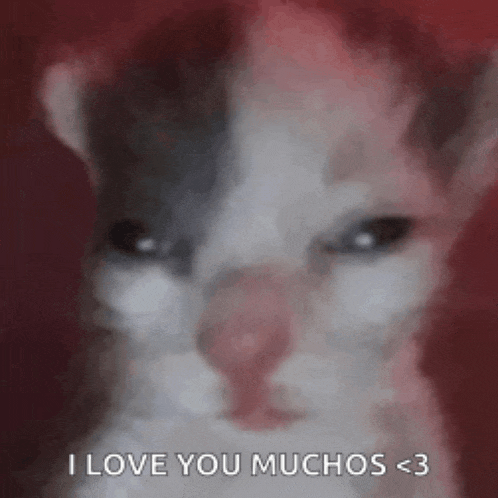a close up of a cat 's face with the words `` i love you muchos < 3 '' .
