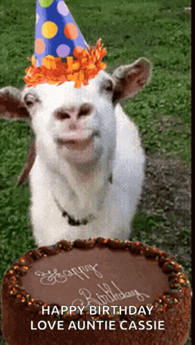 a goat wearing a party hat is standing in front of a cake that says happy birthday love auntie cassie