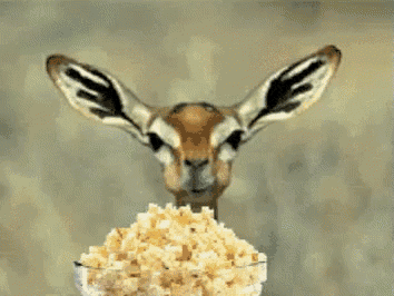a gazelle looking at a bowl of popcorn with its ears up