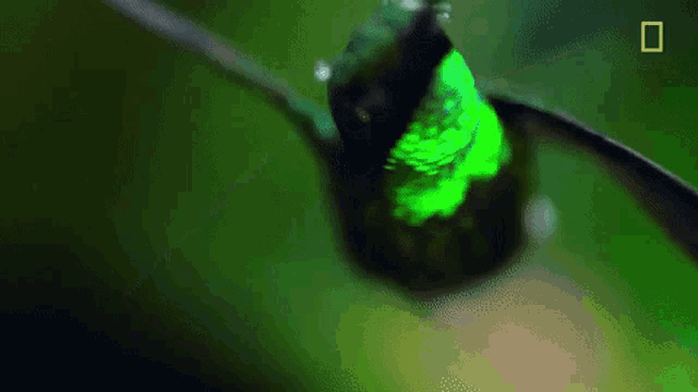 a green and black hummingbird is flying in the air