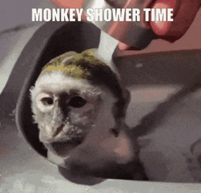 Tsukabe Monkeys GIF - Tsukabe Monkeys Shower GIFs