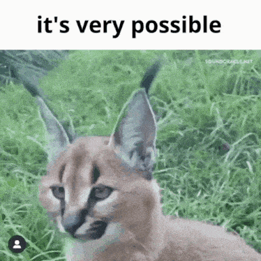 a caracal cat is sitting in the grass with the words it 's very possible above it .