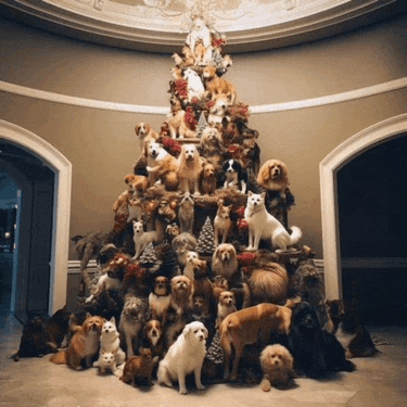 a christmas tree made of dogs and cats in a room