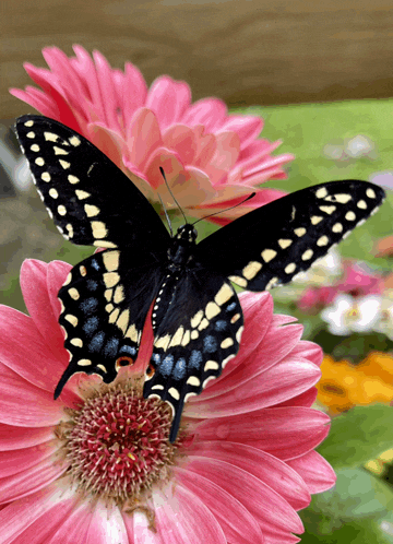 a black butterfly sits on a pink flower