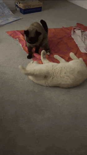 a cat is playing with another cat on a rug