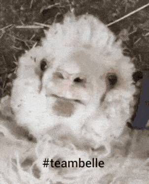 a picture of a sheep with the hashtag teambelle