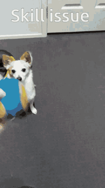 a small dog is playing with a blue ball with the words skill issue written above it