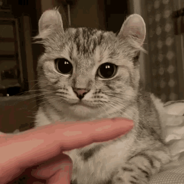 Cat Lurk GIF - Cat Lurk Kuss GIFs