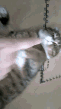 a close up of a person petting a cat 's tail .
