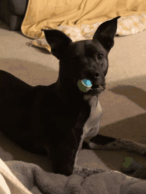 a black dog laying on the floor with a toy in its mouth
